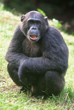 chimpanzee